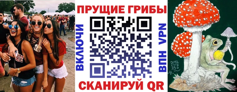 Псилоцибиновые грибы Psilocybine cubensis  Дно 